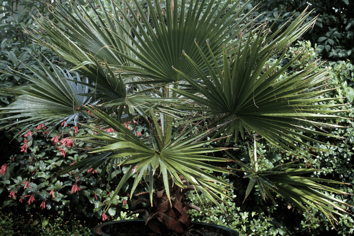 Trachycarpus fortunei.png
